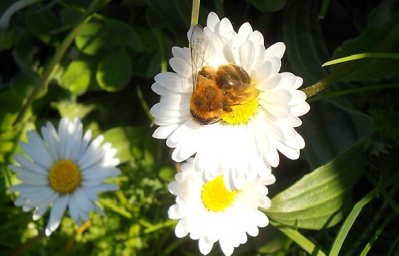 Fleißiges Bienchen