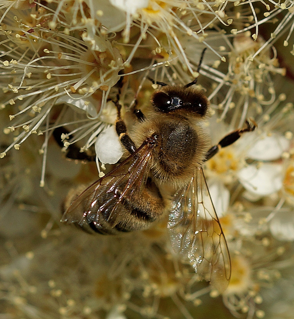 Fleissiges Bienchen