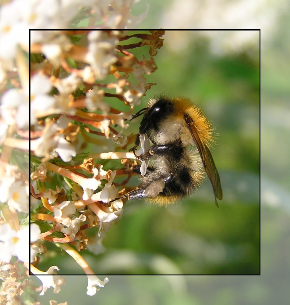 Fleißiges Bienchen