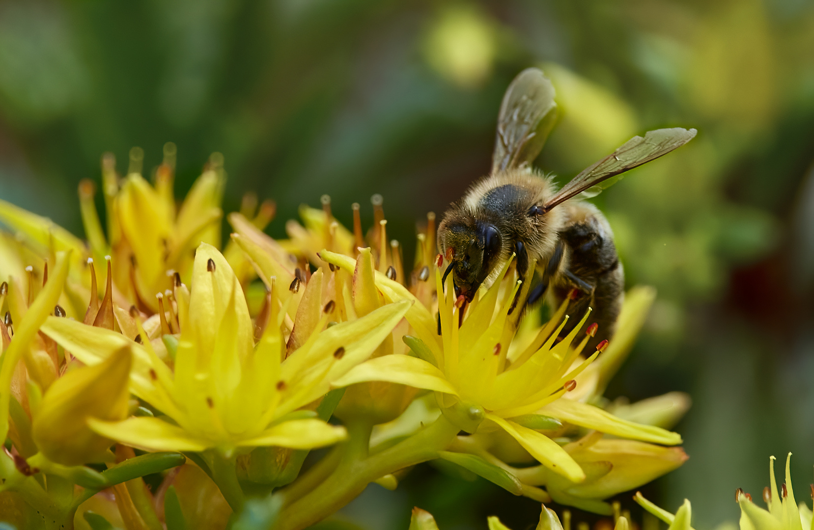 fleißiges bienchen