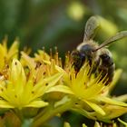 fleißiges bienchen