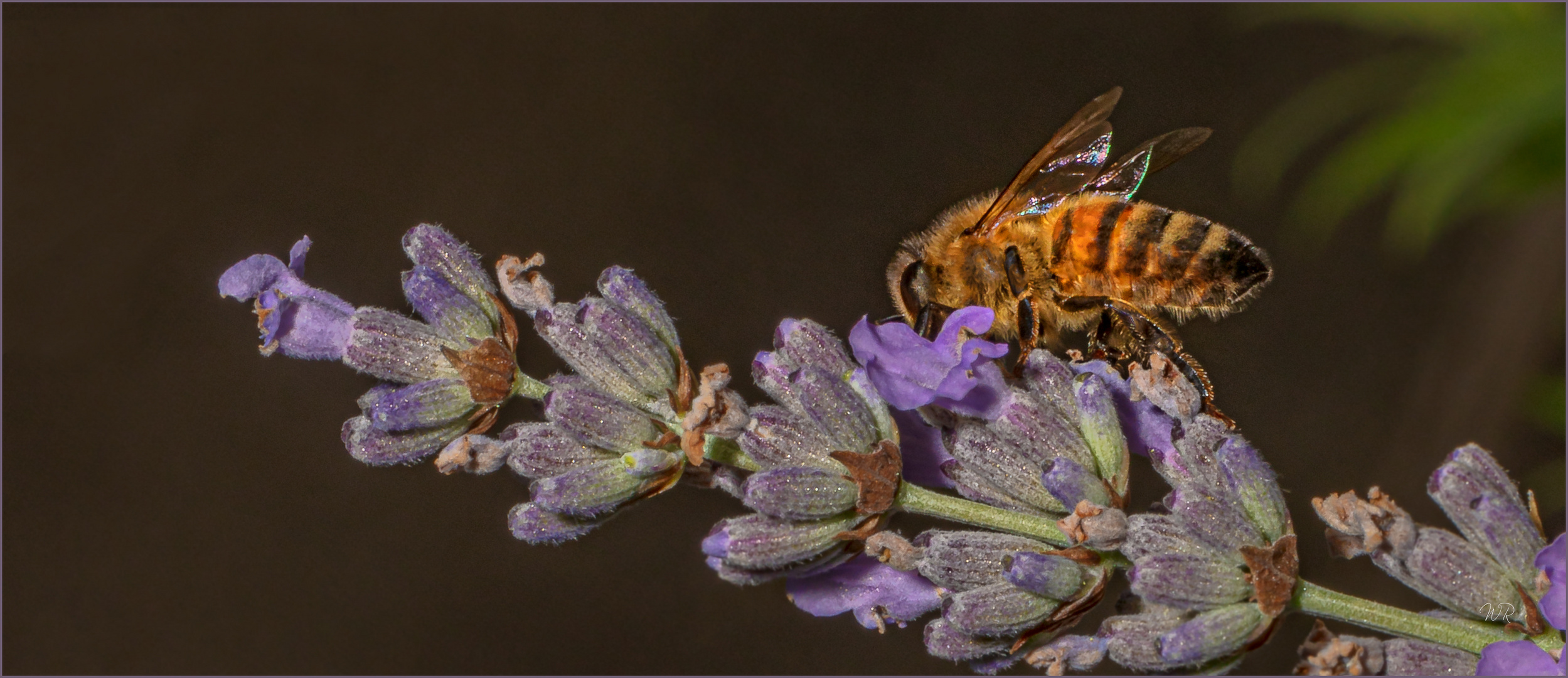 Fleißiges Bienchen