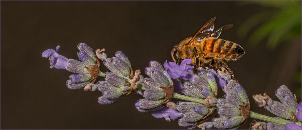 Fleißiges Bienchen