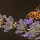 Fleißiges Bienchen