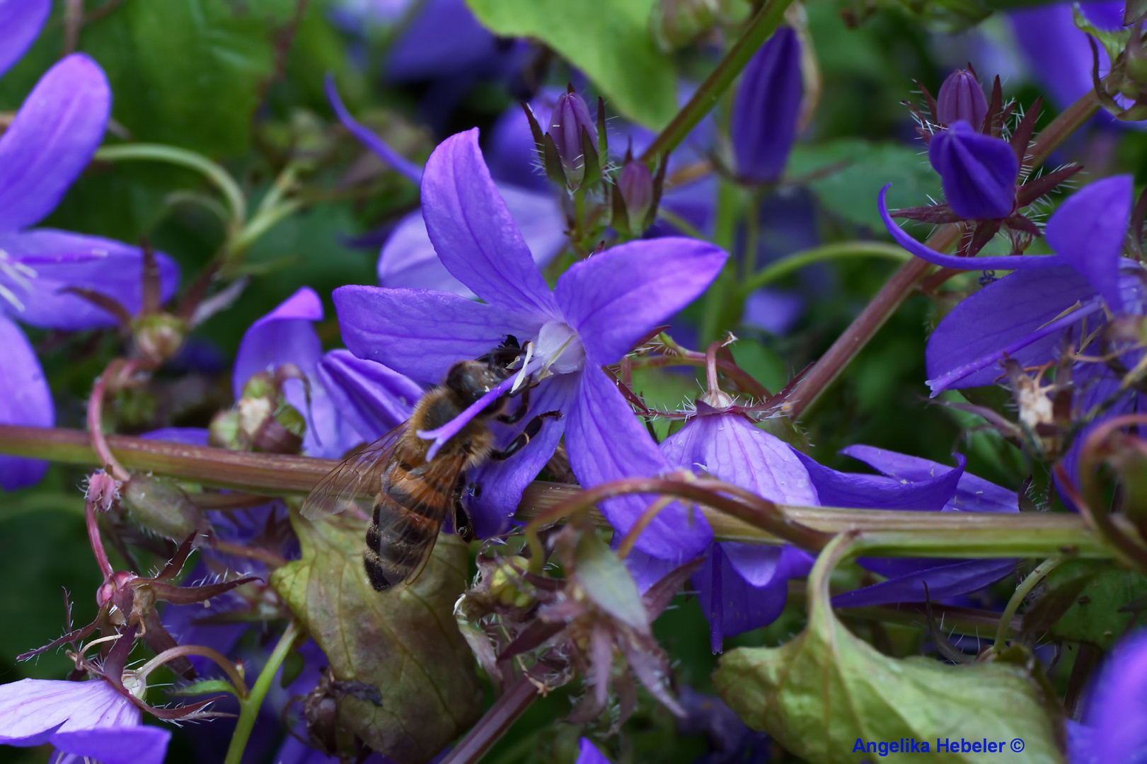 "Fleißiges Bienchen"