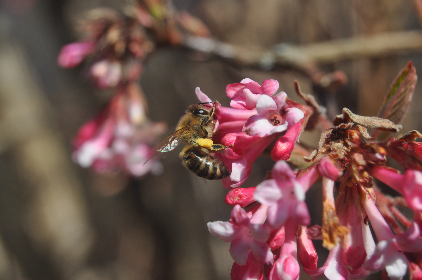 Fleißiges Bienchen