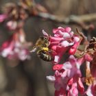 Fleißiges Bienchen