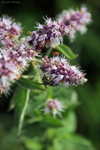 fleißiges Bienchen...