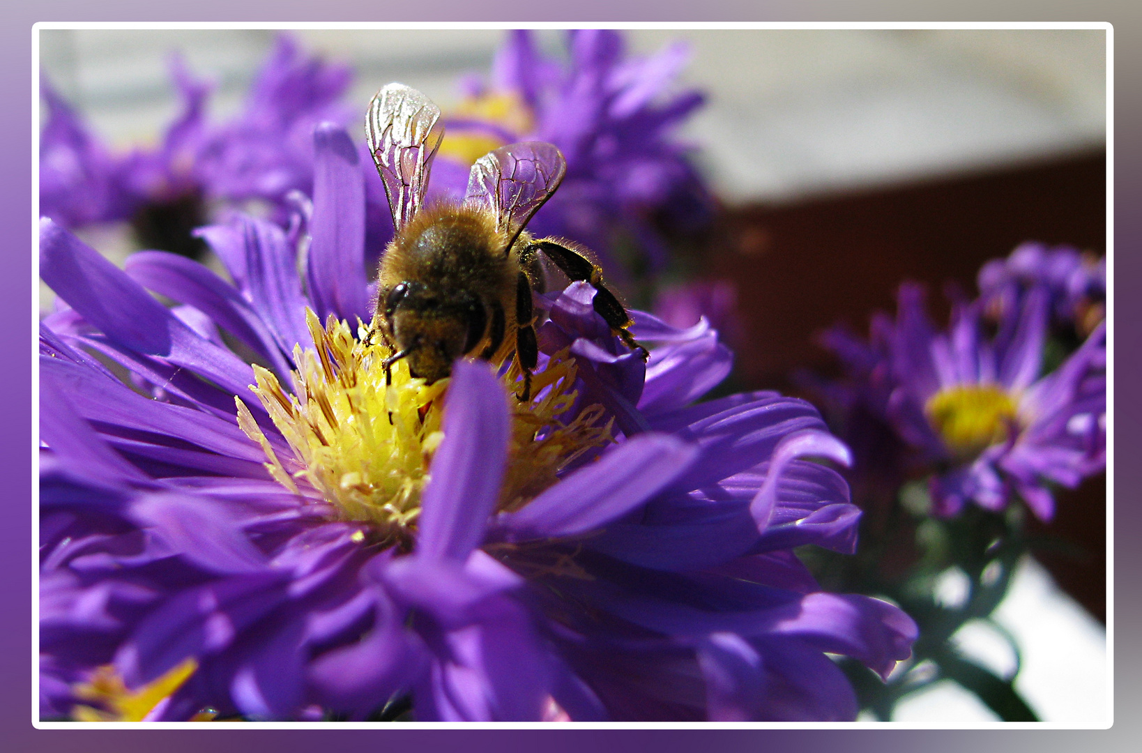 Fleißiges Bienchen