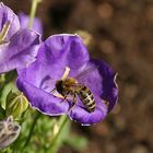 fleißiges Bienchen