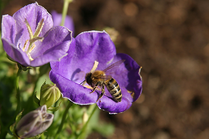 fleißiges Bienchen