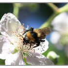 Fleißiges Bienchen