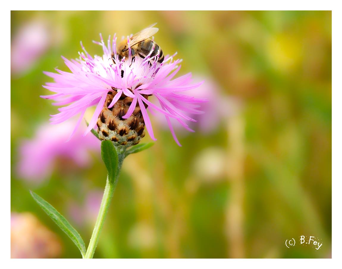 Fleissiges Bienchen