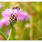 Fleissiges Bienchen