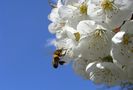 Fleissiges Bienchen (Erster Flug dieses Jahr) von Mountainmimi 