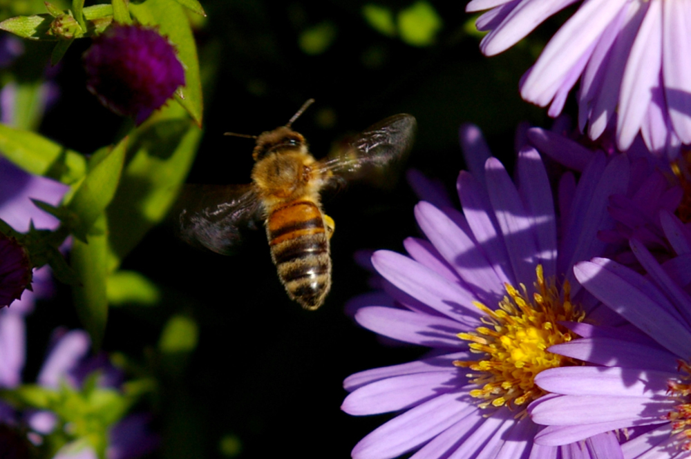 Fleißiges Bienchen