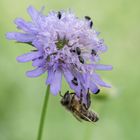 Fleissiges Bienchen