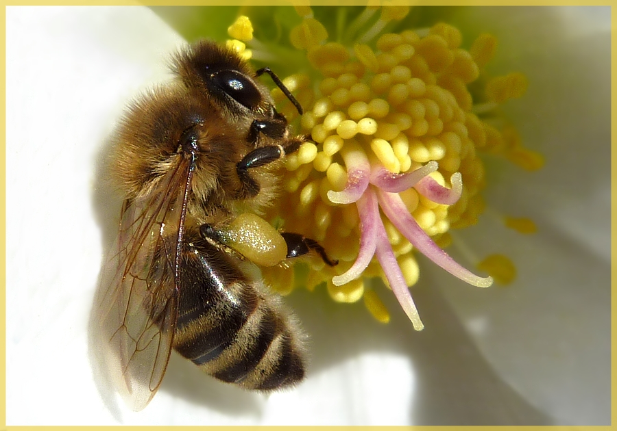 fleißiges Bienchen