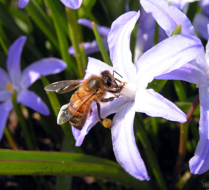 Fleißiges Bienchen