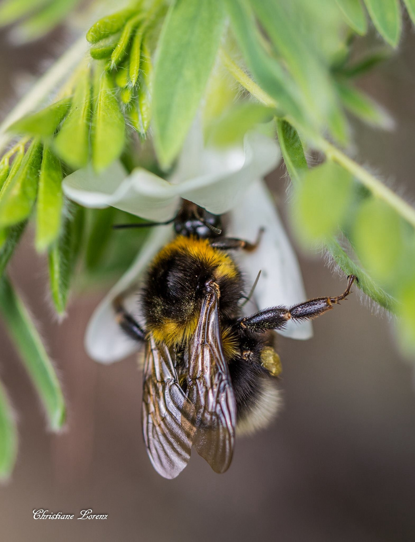 Fleißiges Bienchen