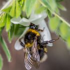 Fleißiges Bienchen