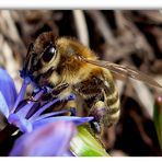 fleißiges Bienchen