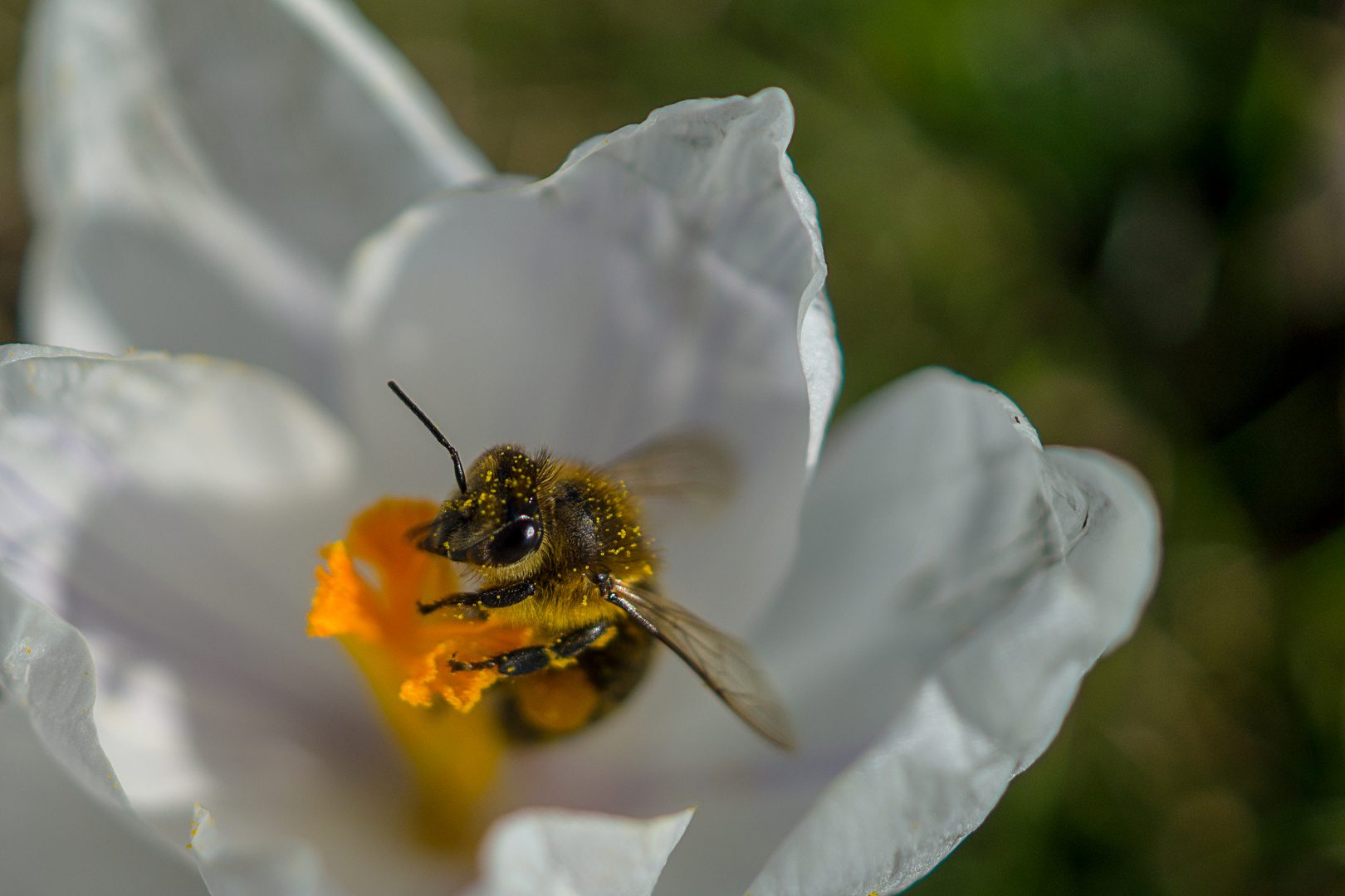 ...fleißiges Bienchen...