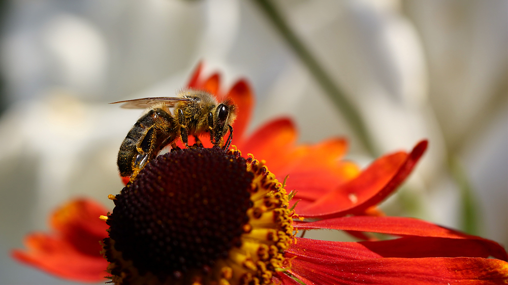 *-*  fleißiges Bienchen *-*