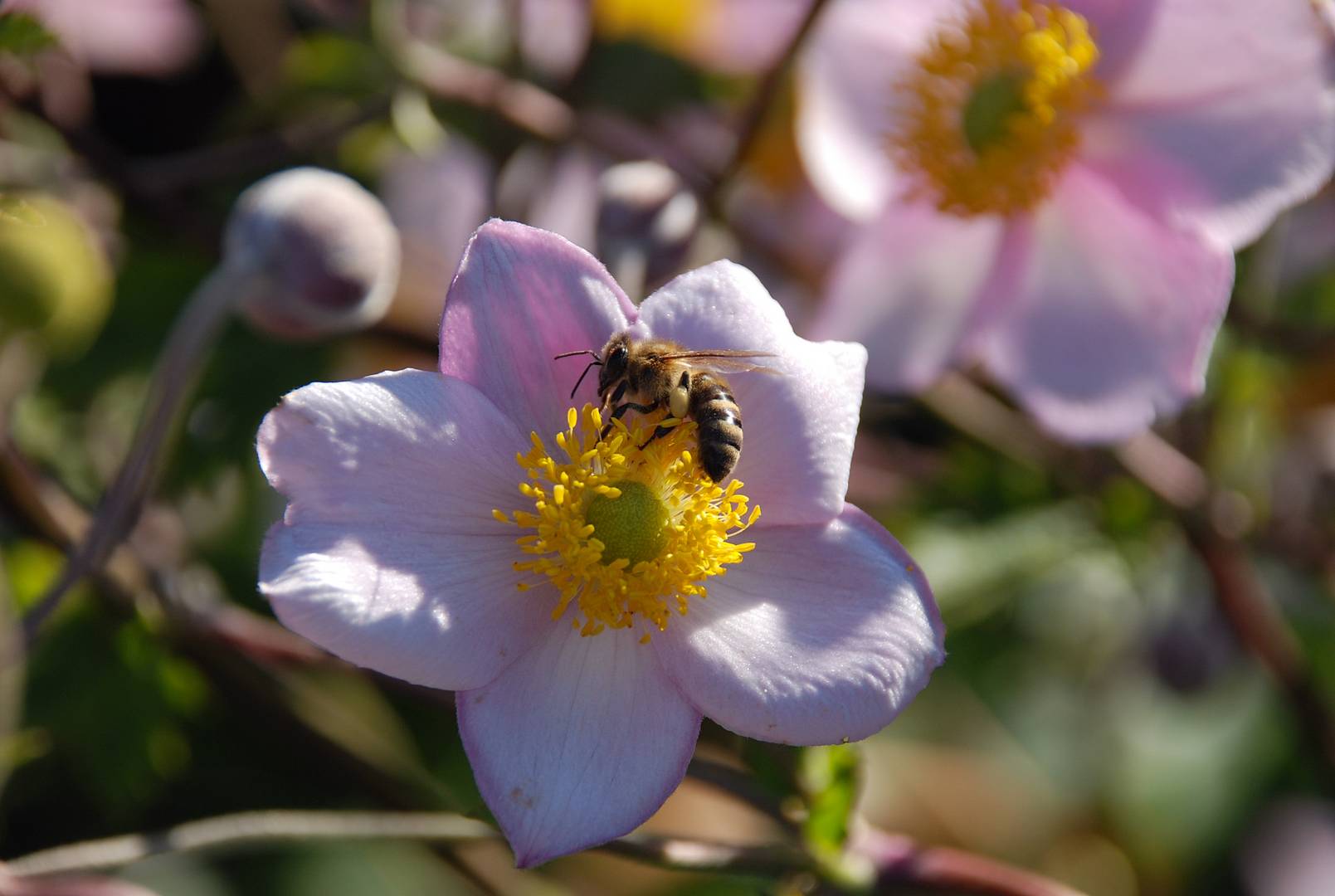 Fleißiges Bienchen