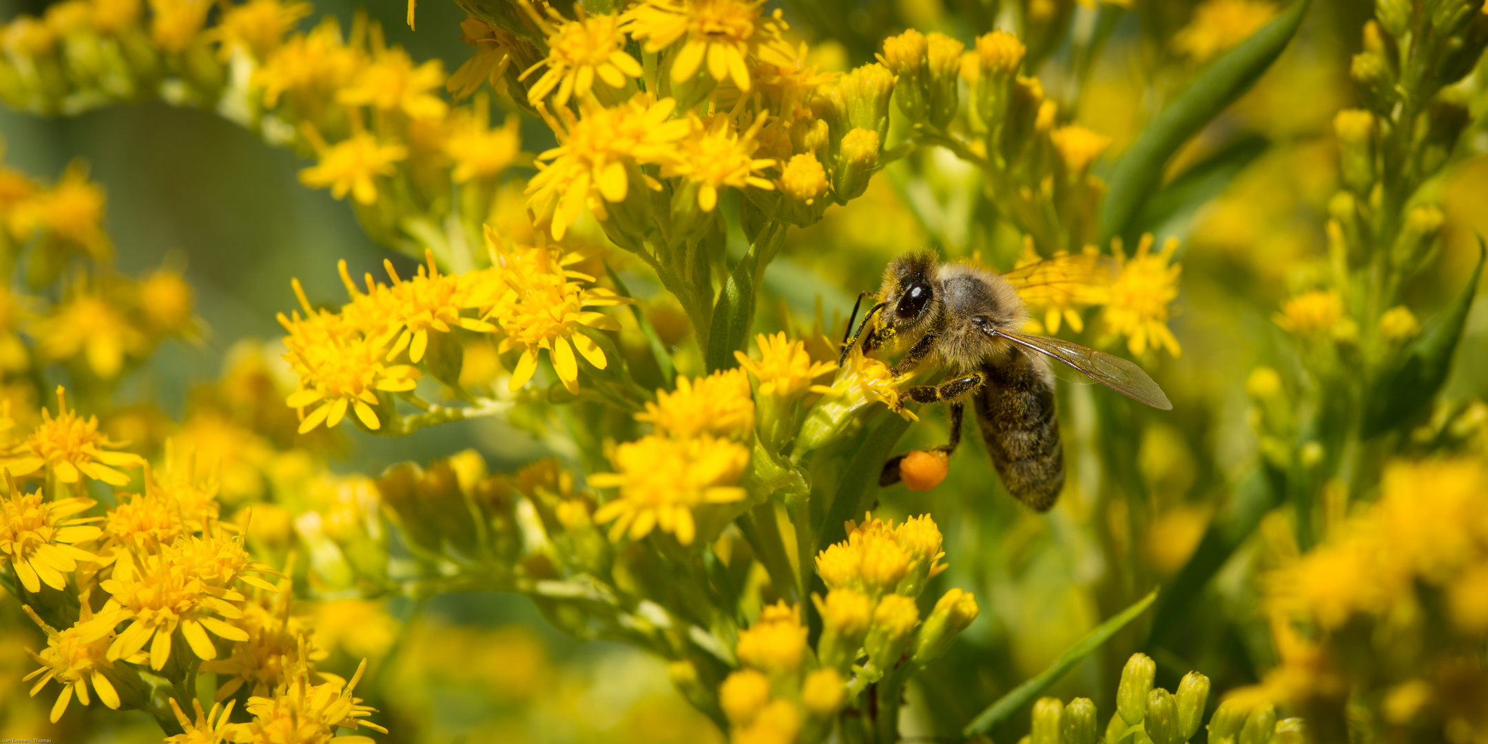 Fleißiges Bienchen