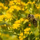 Fleißiges Bienchen