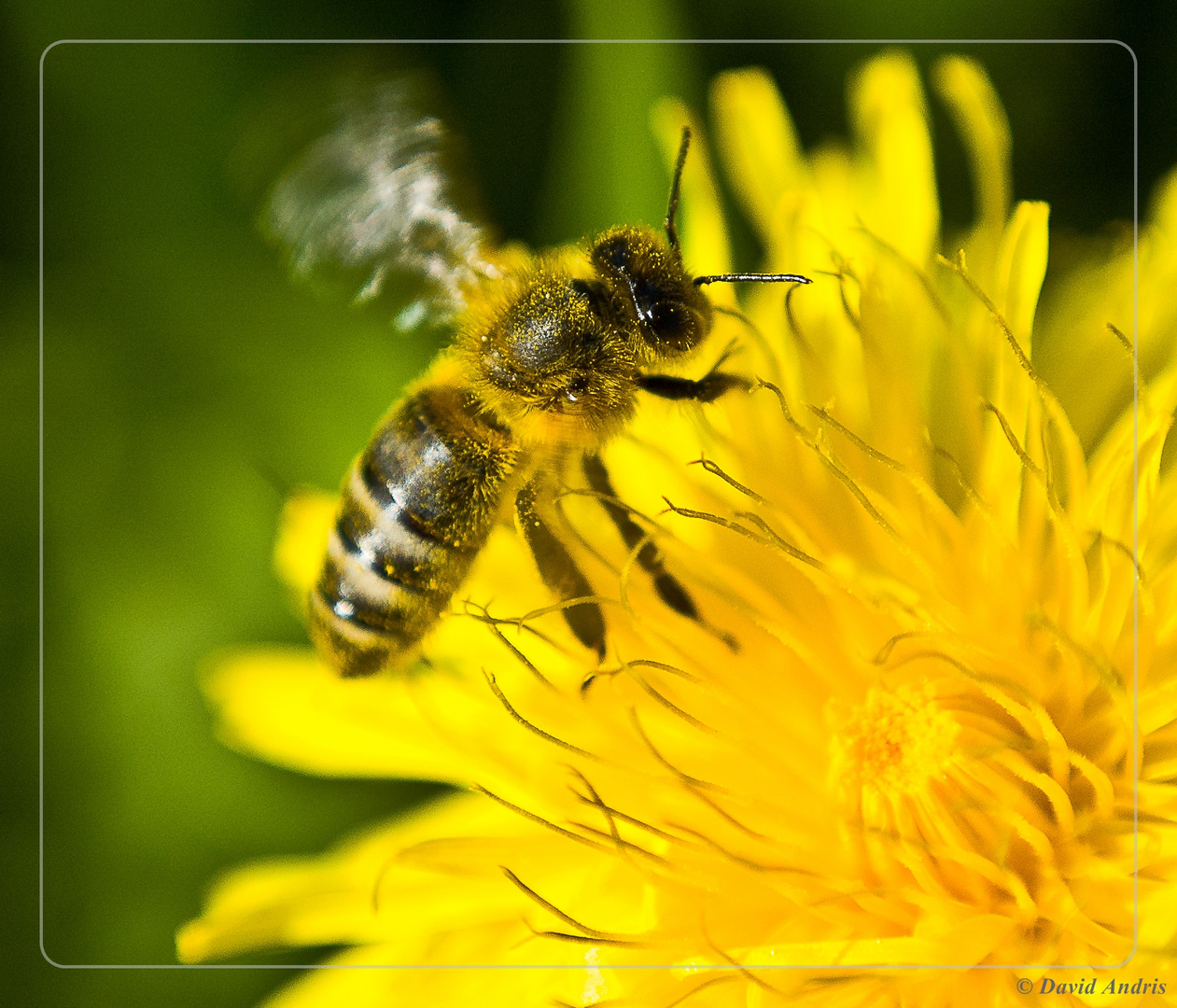 Fleissiges Bienchen