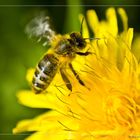 Fleissiges Bienchen