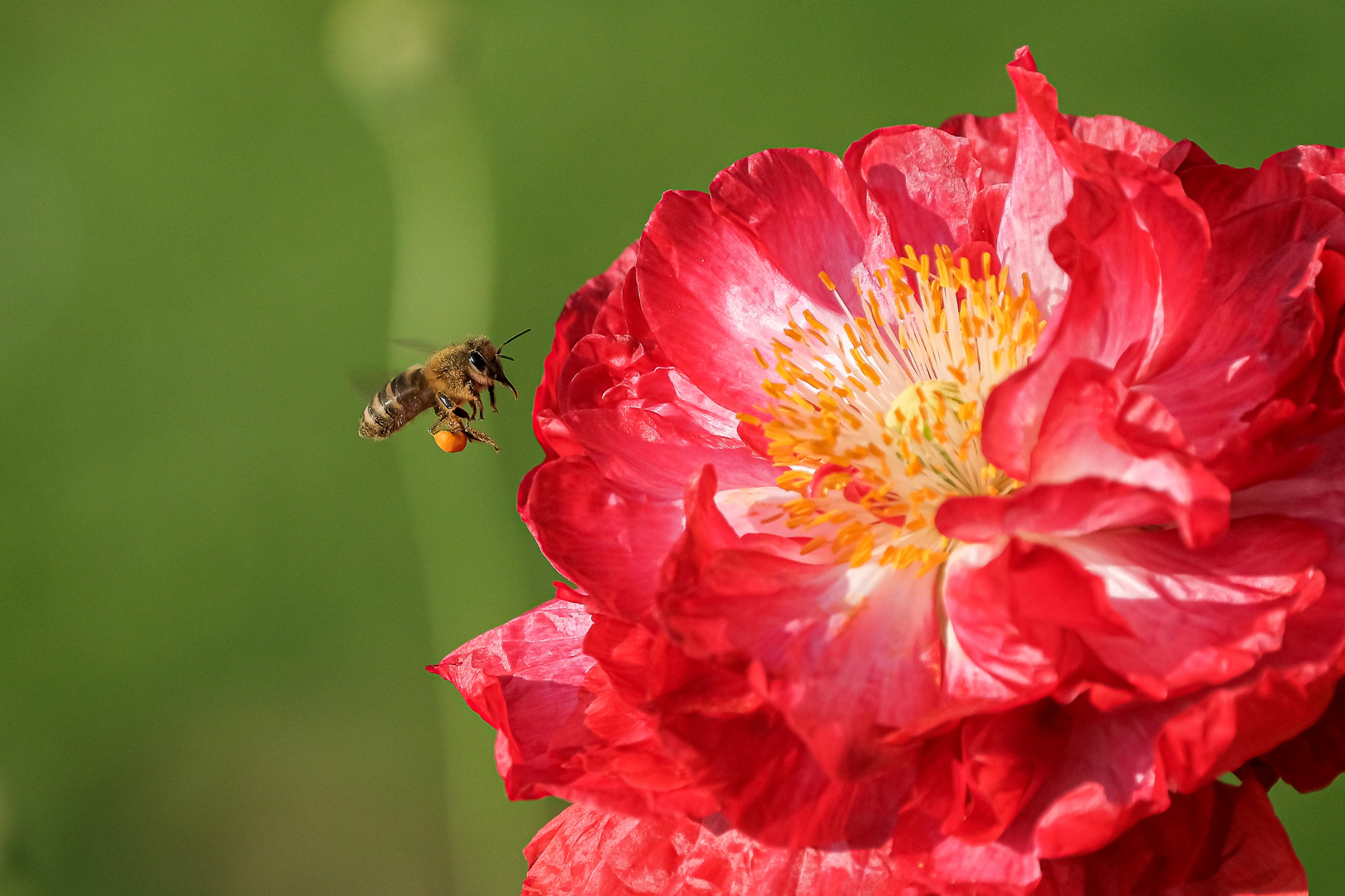 Fleißiges Bienchen