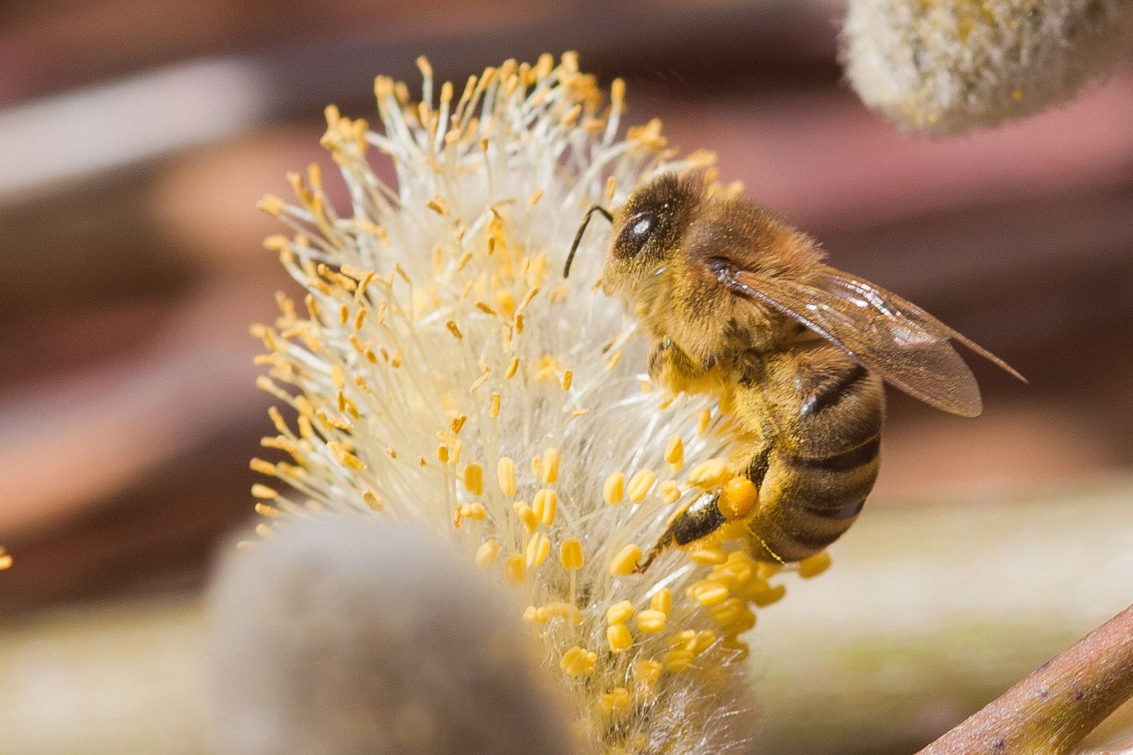 fleißiges Bienchen