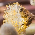 fleißiges Bienchen