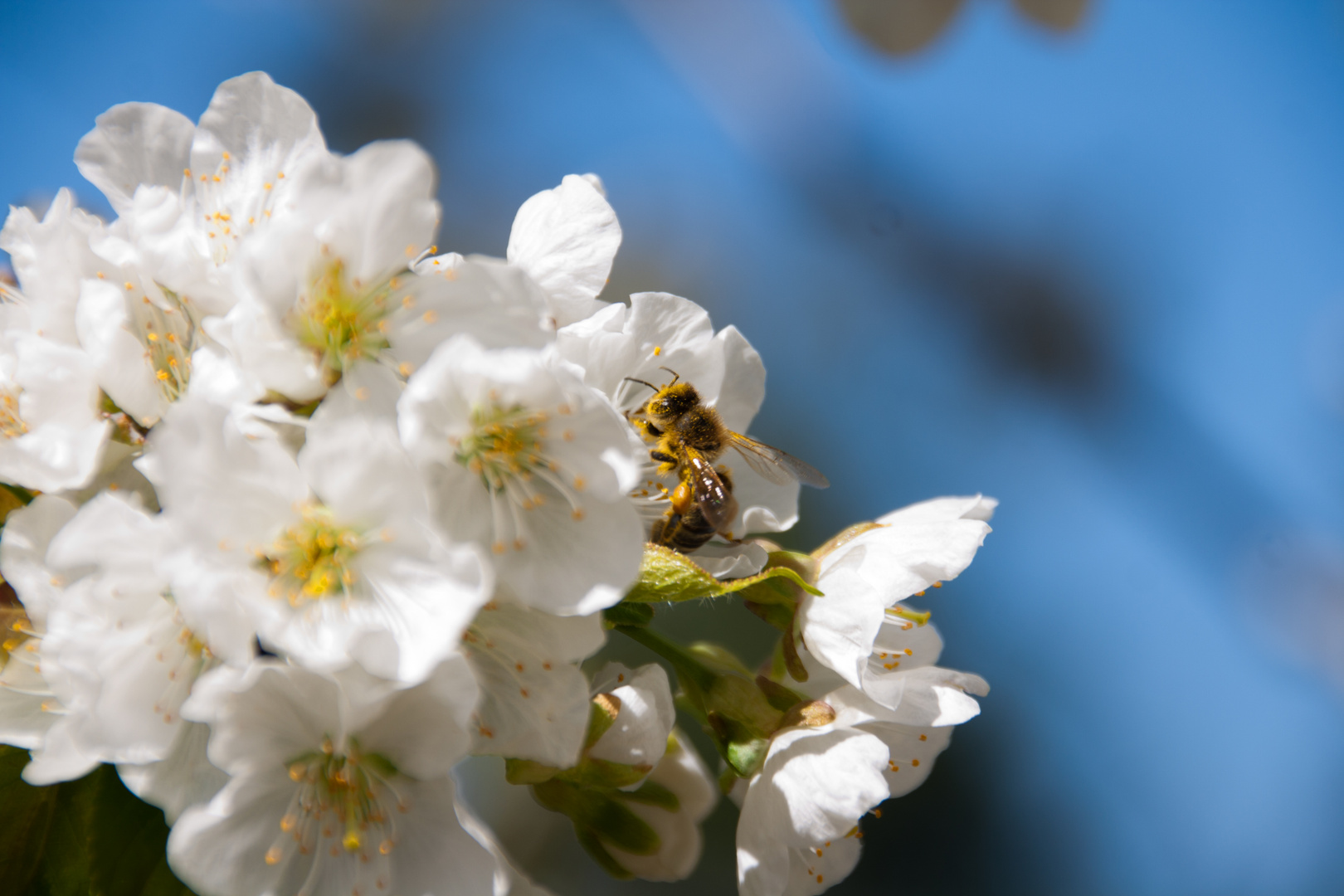 Fleißiges Bienchen