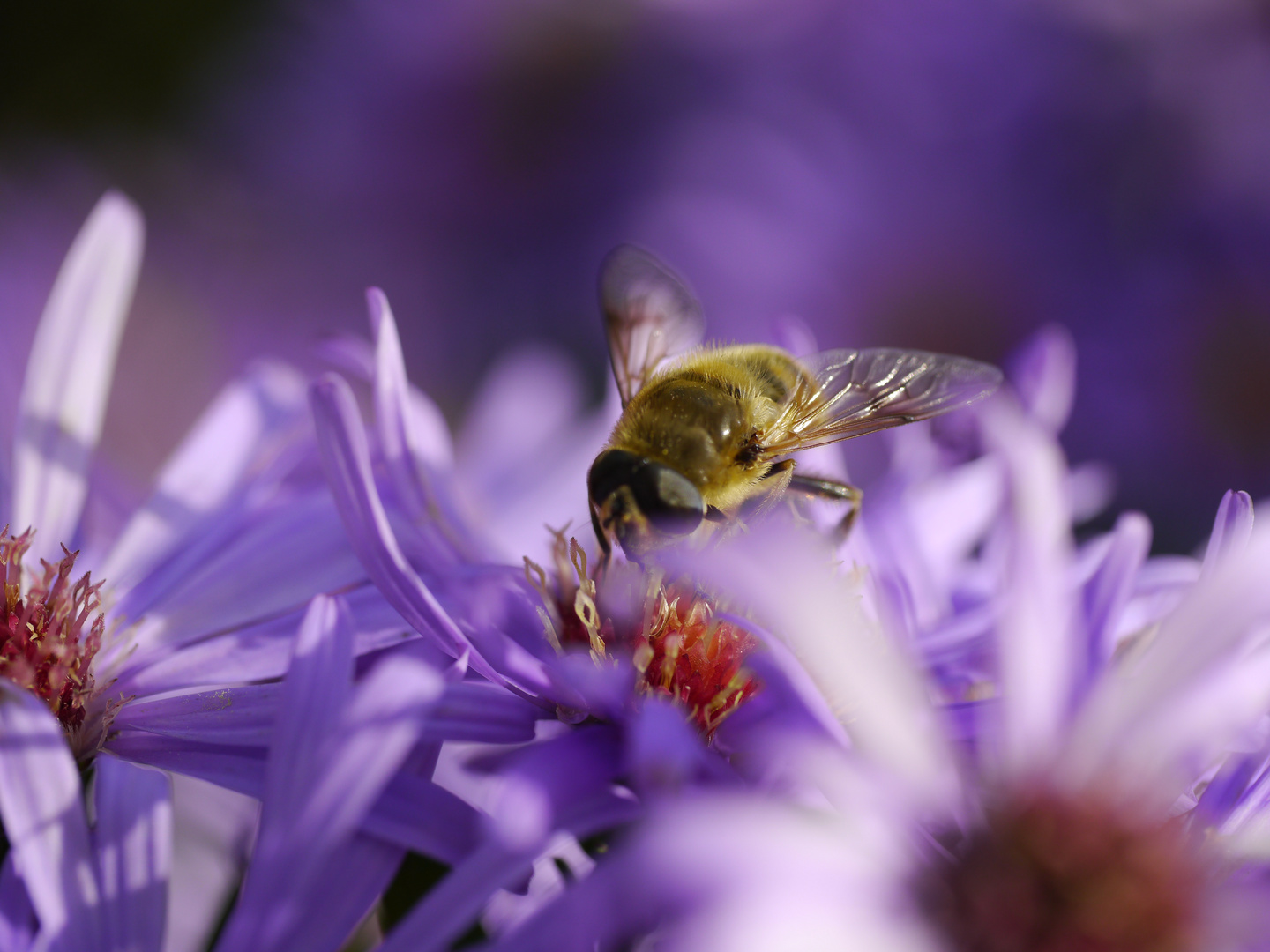 Fleißiges Bienchen