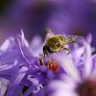 Fleißiges Bienchen