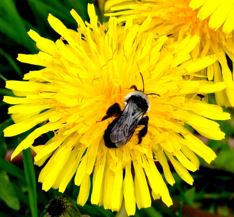 Fleißiges Bienchen