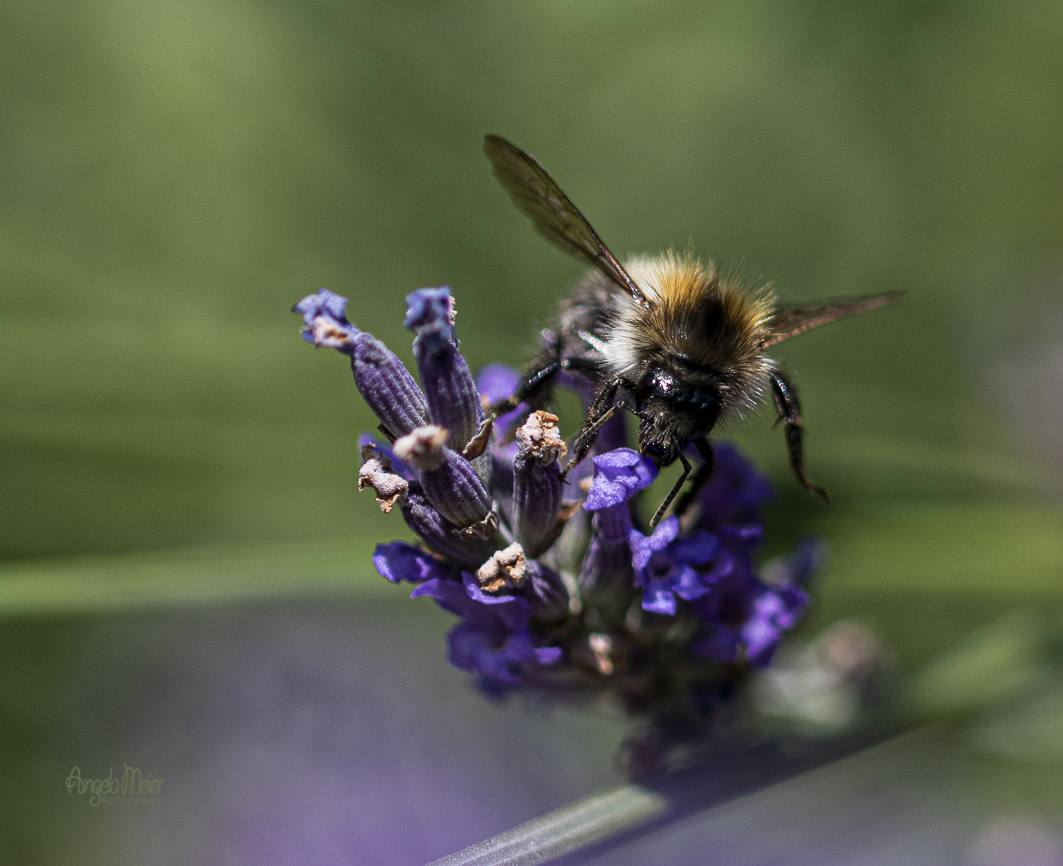 Fleissiges Bienchen