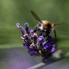 Fleissiges Bienchen