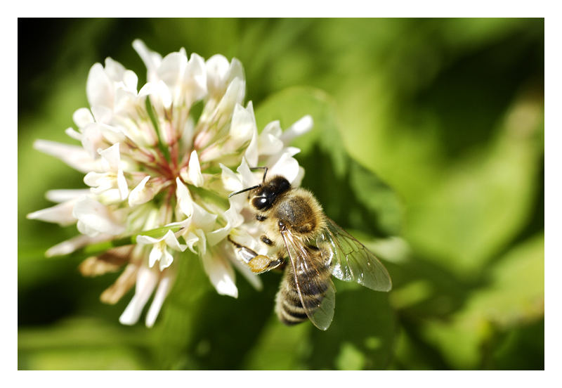 ... fleißiges Bienchen ...