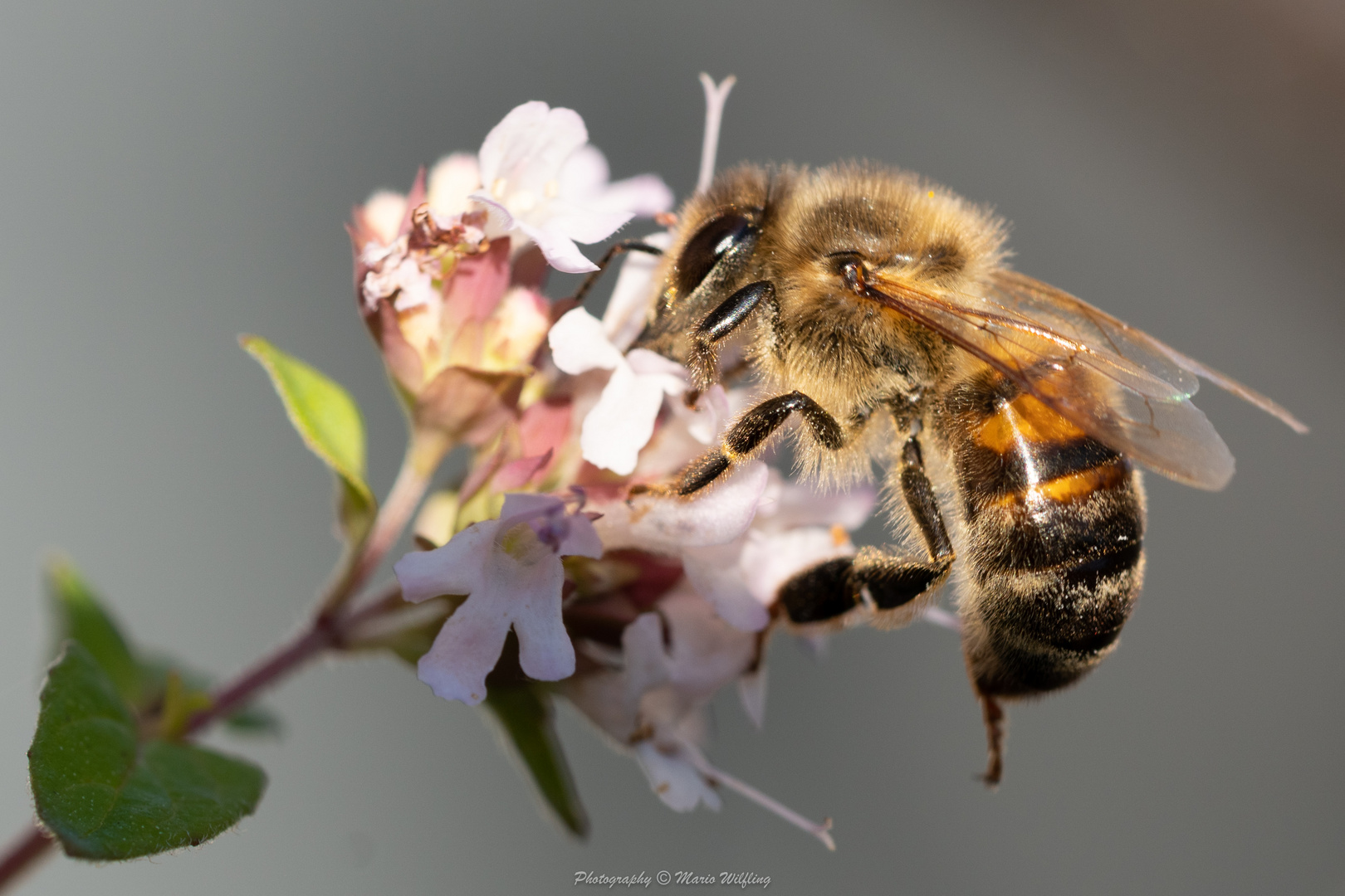 Fleißiges Bienchen