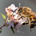 Fleißiges Bienchen