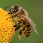 Fleißiges Bienchen