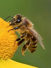 Fleißiges Bienchen