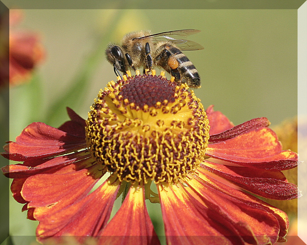 Fleißiges Bienchen