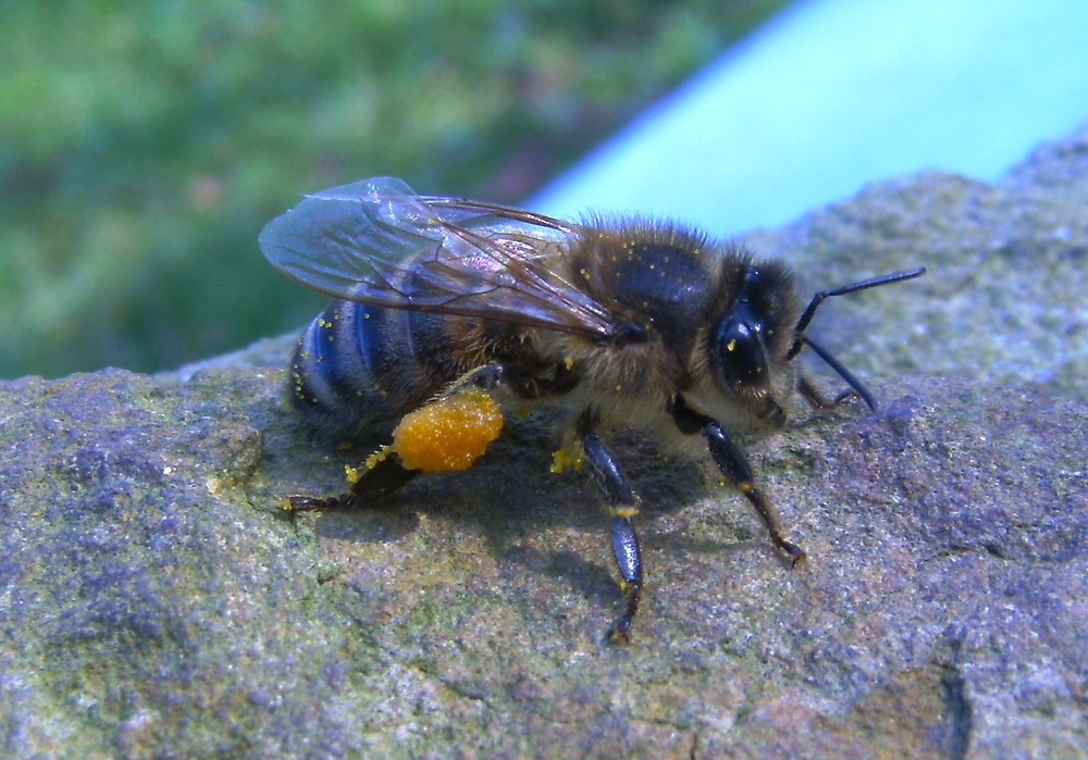 Fleißiges Bienchen