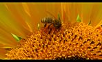 fleissiges Bienchen von Dilaike 